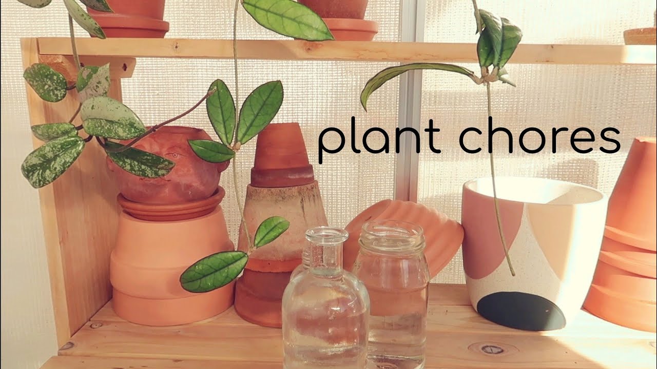 Autumn 🍂 Plant Chores 🪴 Hoya Edition