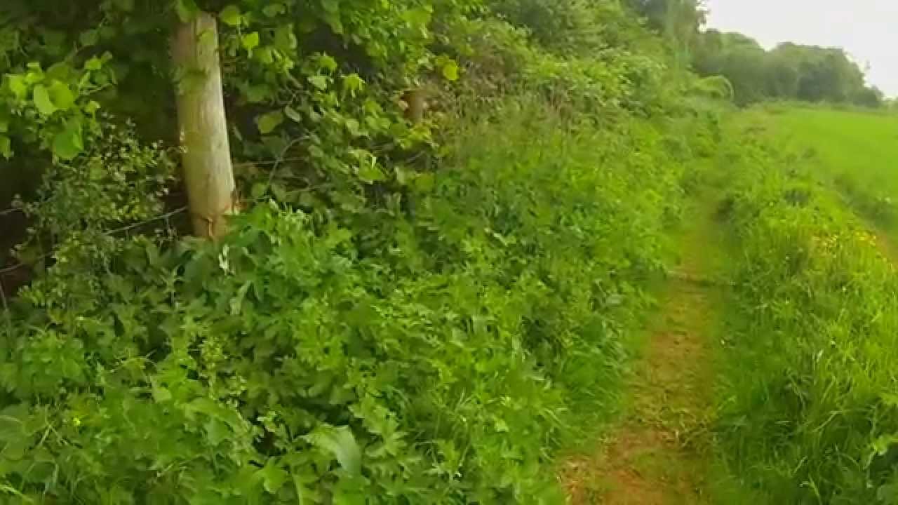 English Countryside Windy Forest Walk RELAX Meditate Unwind De- Stress