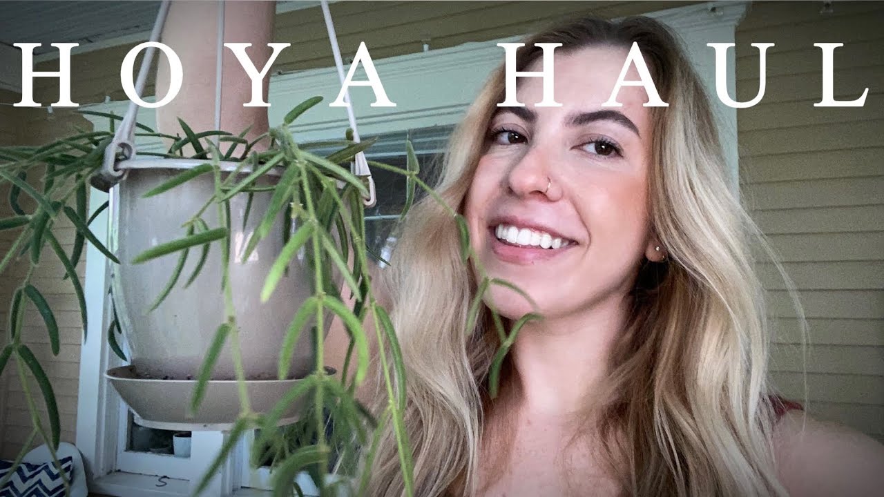 Huge Hoya haul | all the Hoya I’ve gotten this year | rare and common Hoya