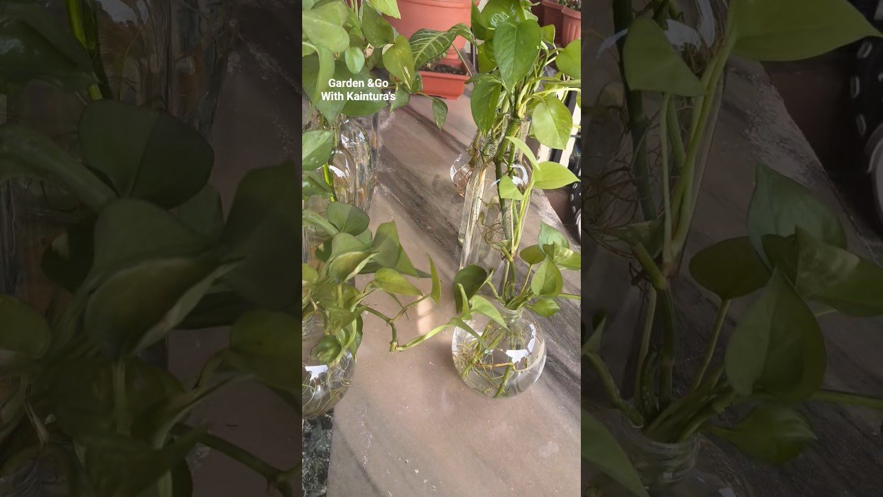 how to arrange big Pothos leaves 