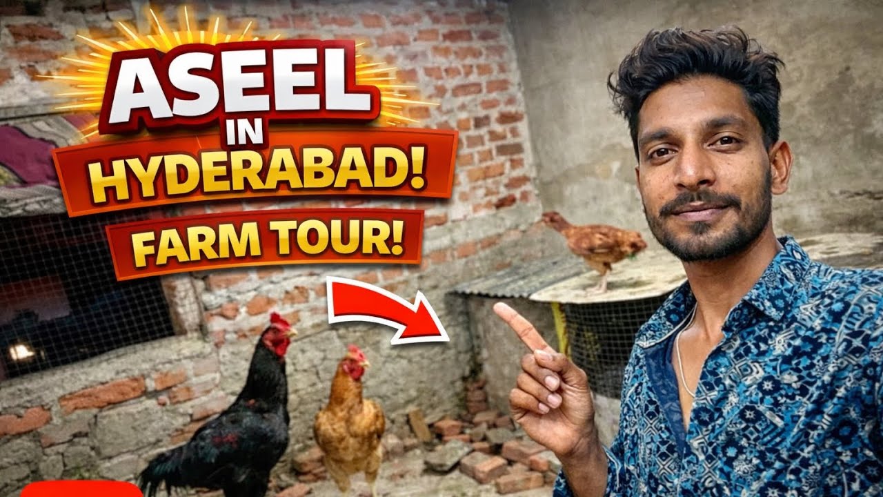 Complete farm tour Aseel in Hyderabad all bird show in this video #youtube #youtuber 