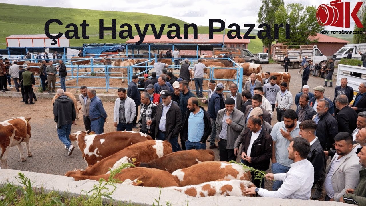 Erzurum Çat Mal meydanı - Kurbanlık Fiyatları #2025hayvanpzarı #hayvanpazari #kurbanlıklarsatışta