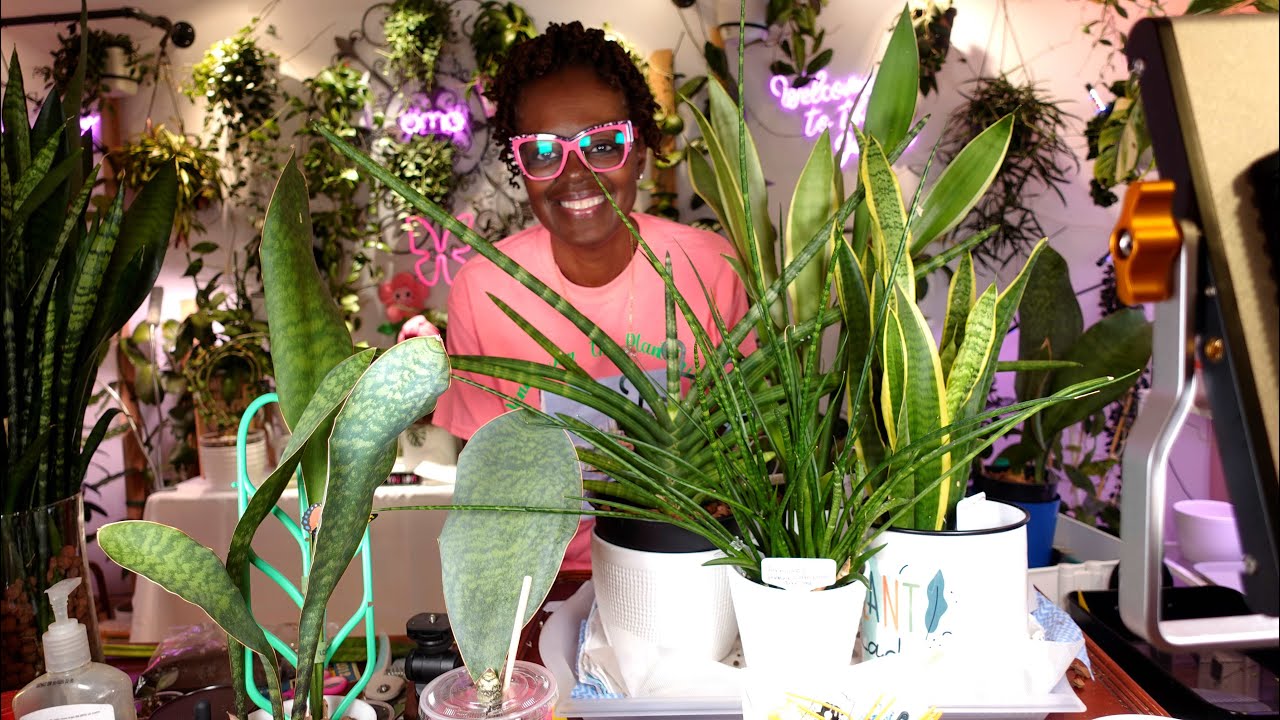 Sansevieria collection