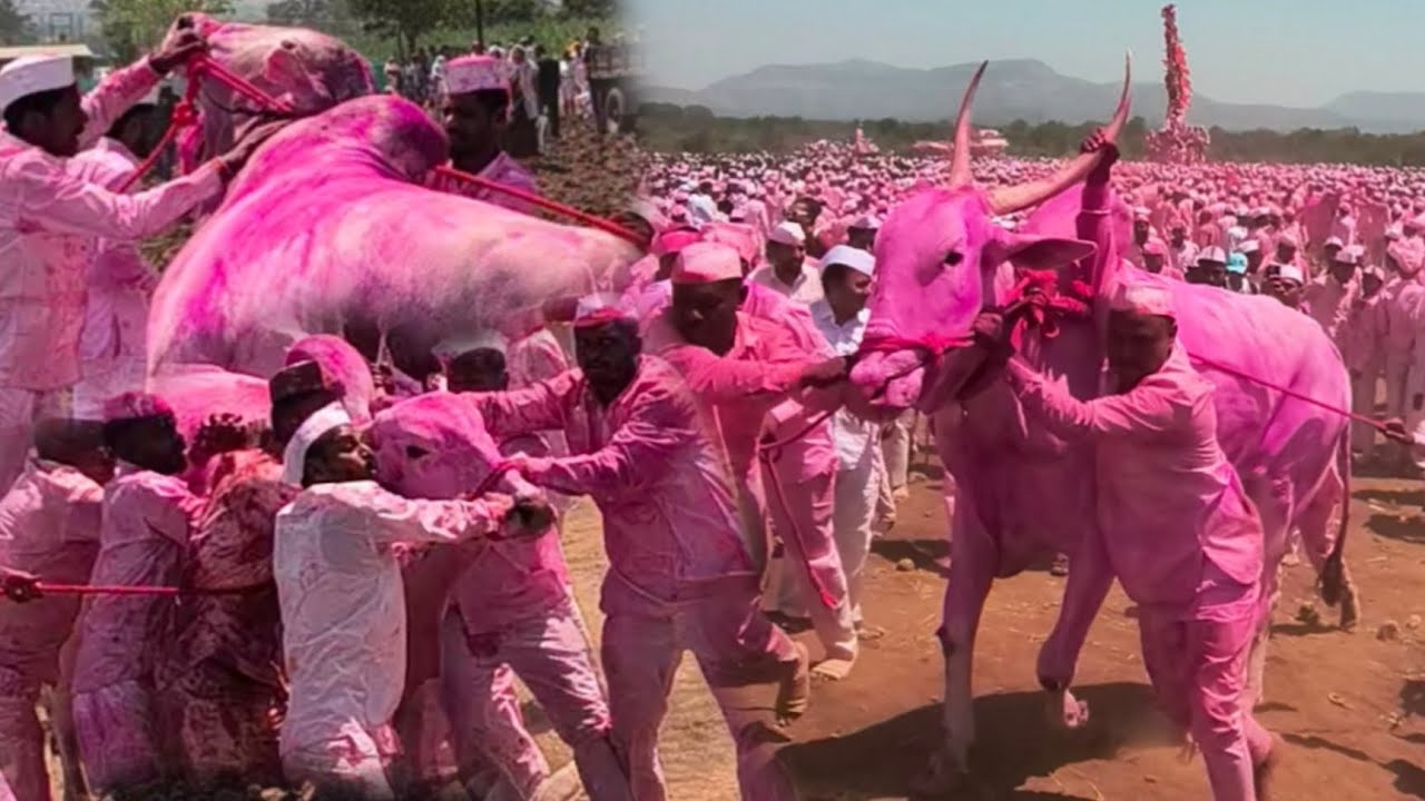 The thrill of the Khilar bulls during the yatra #khillar #bull #yatra #bagad #bavdhanbagad 