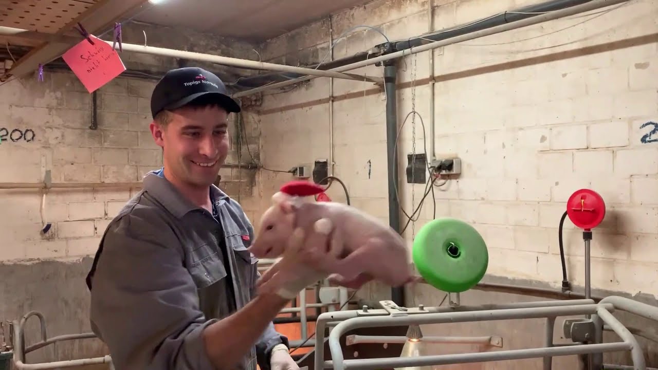 Weihnachtsvideo