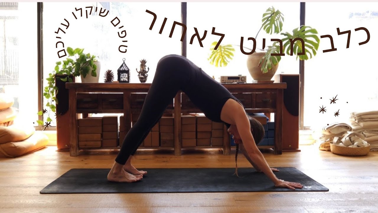 כלב מביט לאחור-תרגול ודגשים🐕
