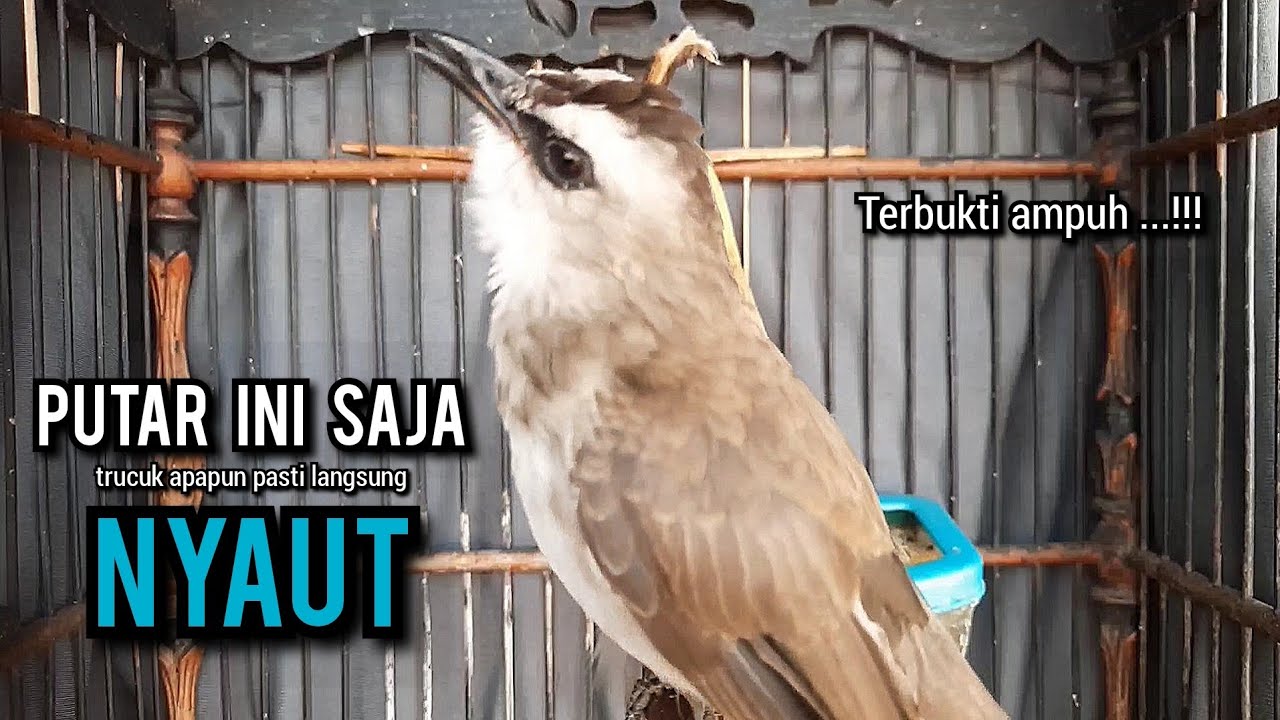 trucukan gacor TARUNG ROPEL PANJANG pancingan trucukan agar bunyi jadikan burung trucuk gacor NYAUT