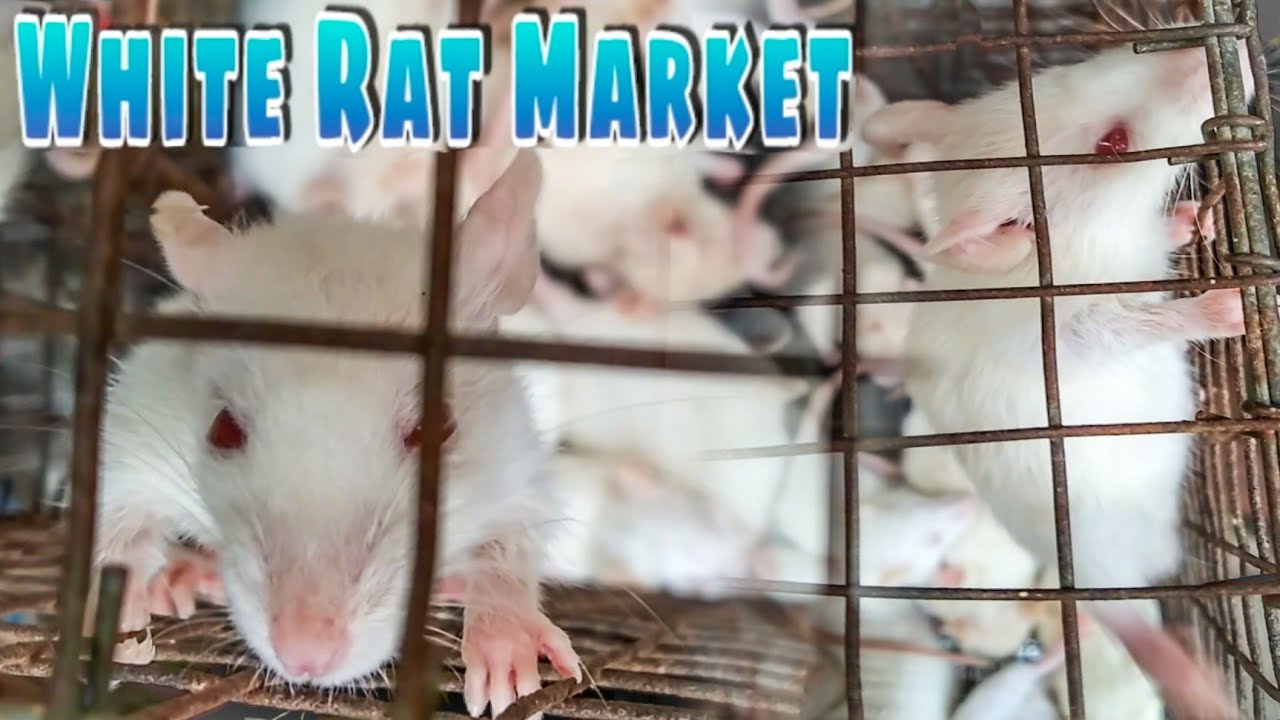 WHITE RAT MARKET / White Rat Price In Kolkata And Best Rat Market