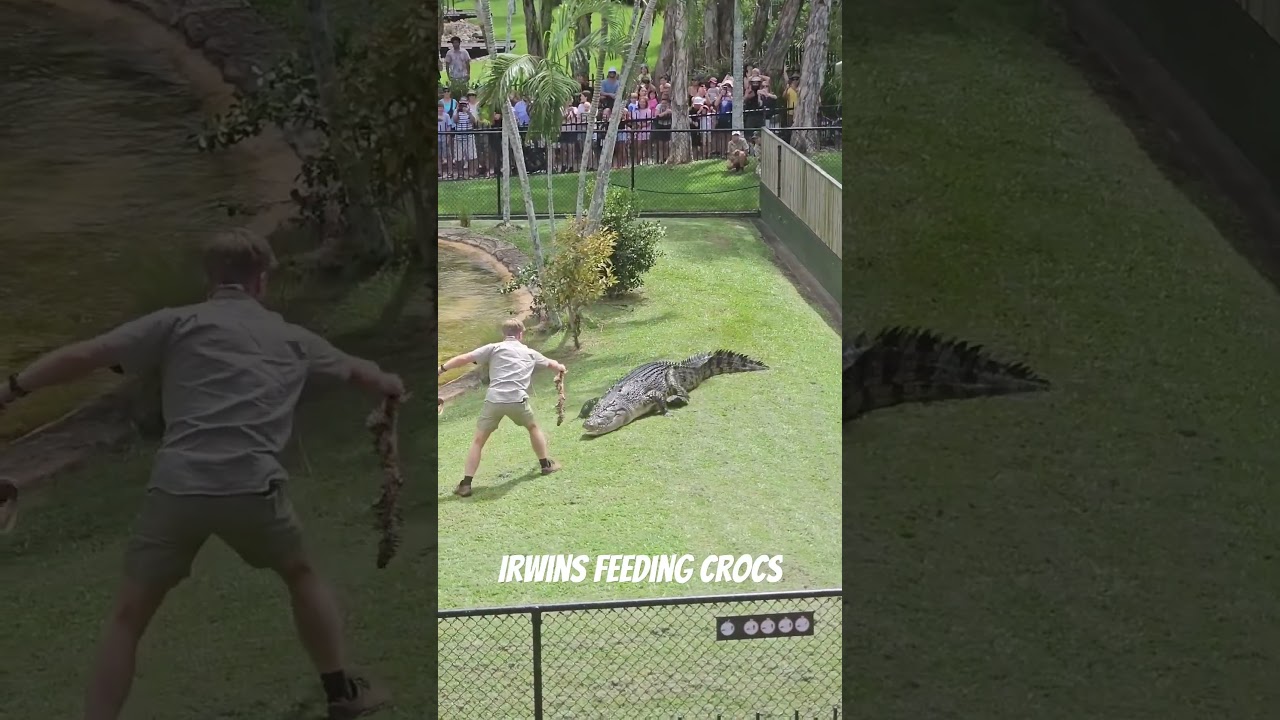 Robert Irwin Feeds Graham the Crocodile at Australia Zoo !
