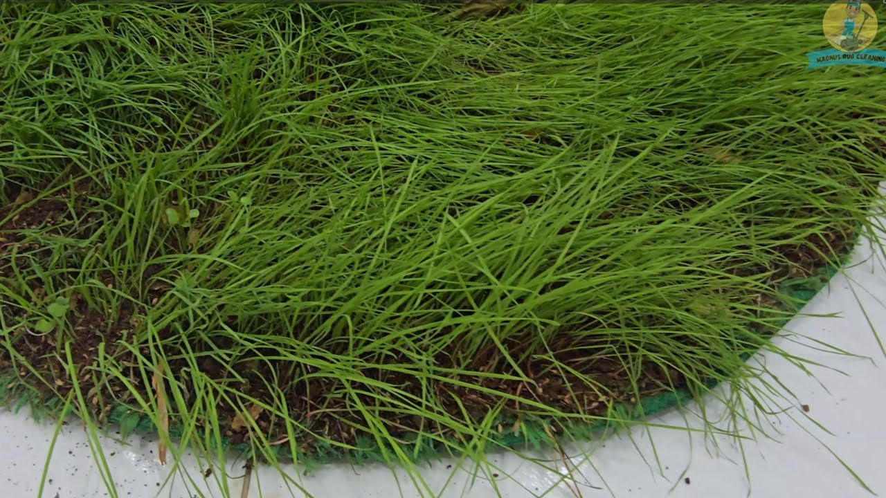 This was left lying around for years… and nature took over 😱 Satisfactory cleaning ASMR