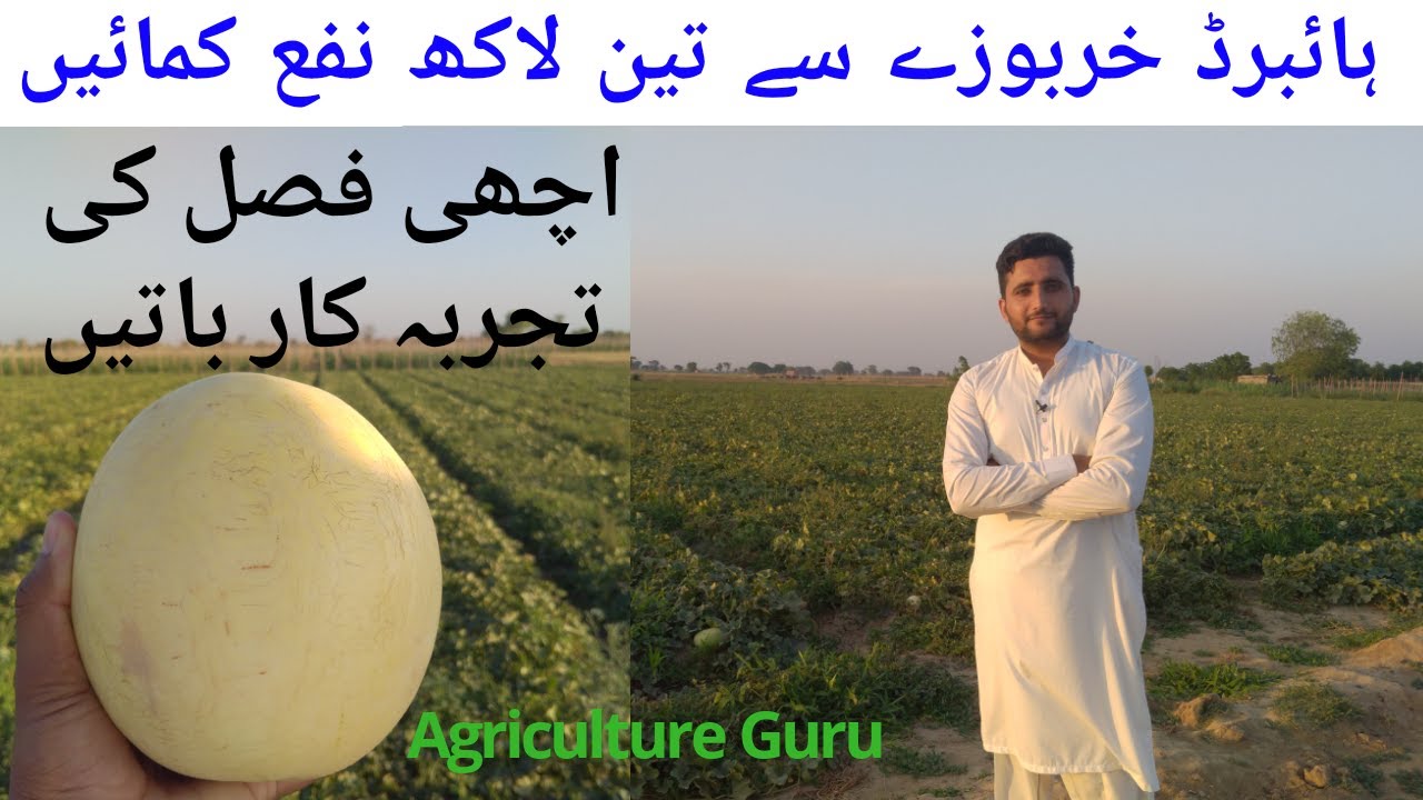Melon Farming||Behtreen Khabooza||Agriculture Guru