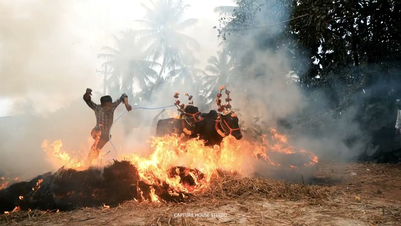 Sankranthi Kicchu Hayisuvudu Mysore