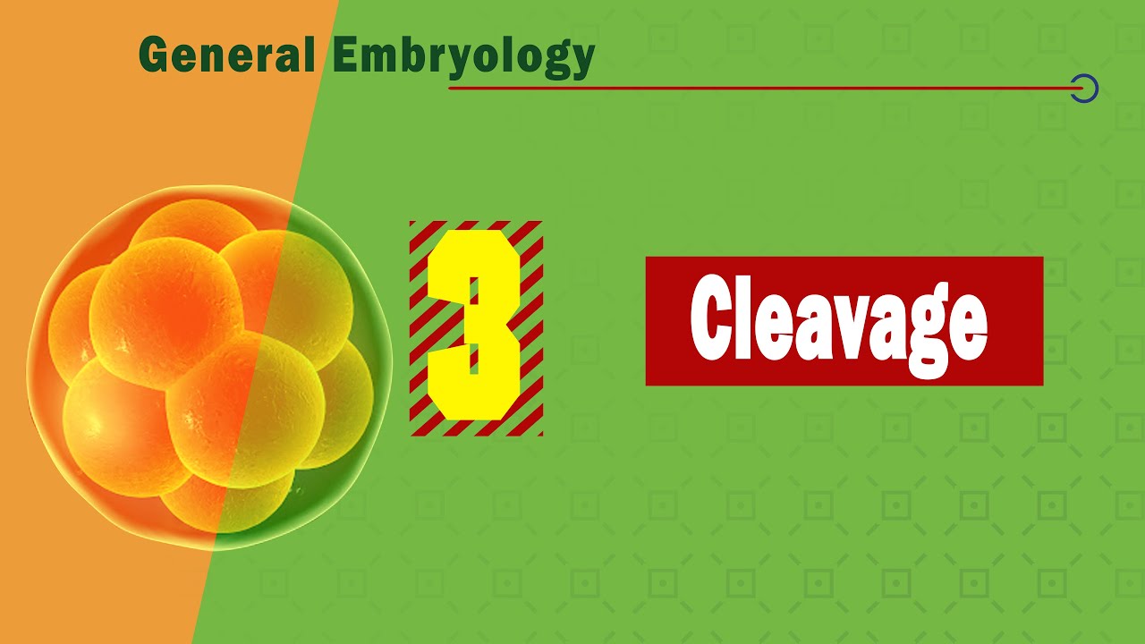 𝟎𝟑. 𝐂𝐥𝐞𝐚𝐯𝐚𝐠𝐞 🔢🧬🧬🧬🧬(الانقسام)