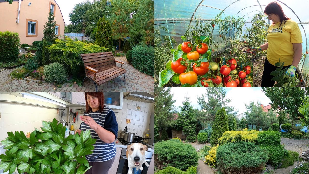 Наша жизнь в Украине, огород, петрушка на зиму  #familyvlog