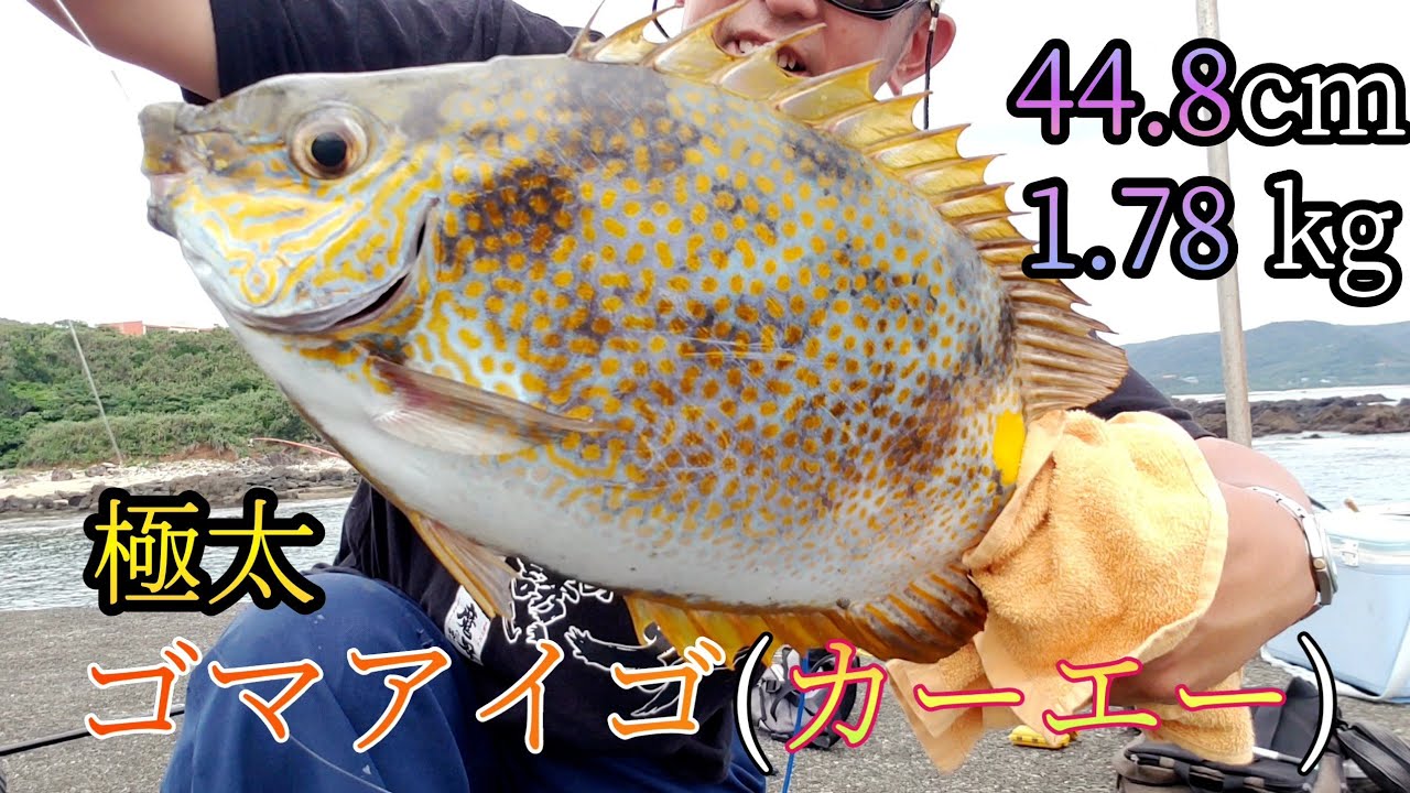は～げ～💦ダイバンカーエー！！！#フカセ釣り