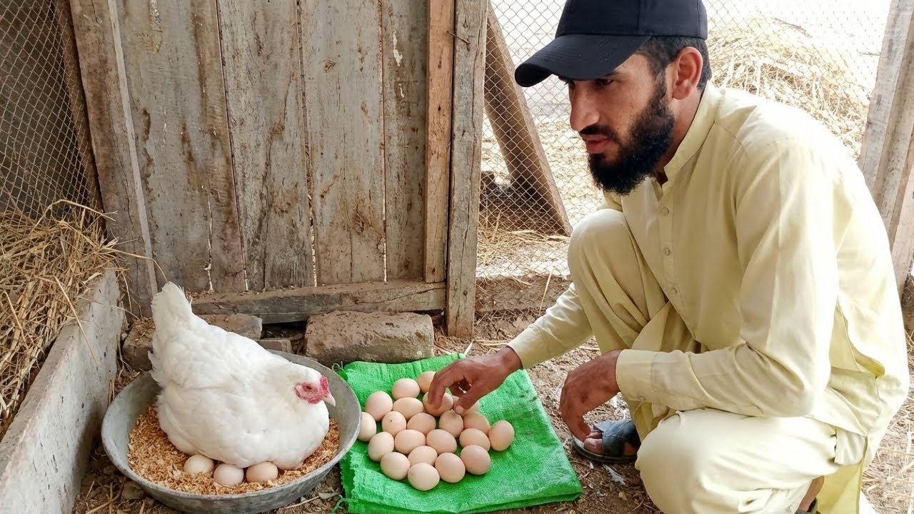 Aseel murgi ko ando par bitha diya 🥚 | Hatching Eggs Naturally