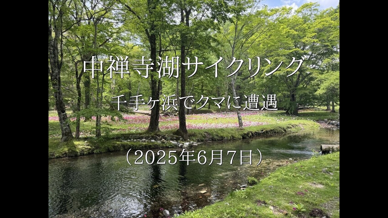 クマと遭遇　中禅寺湖の千手ヶ浜へサイクリング　東武日光駅まで輪行アクセス　クリンソウは咲き始めでした。