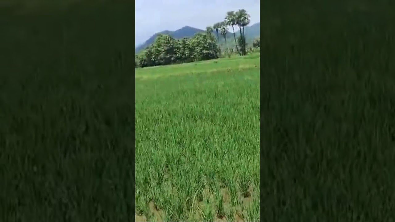 #organicfarming #organicagriculture #farmersuccess #farmer #farming #rice #organicfood #varipanta