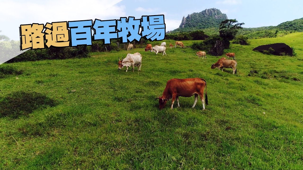 【保種】路過百年牧場｜留下台灣黃牛珍貴種原 (我們的島 第976集 2018-10-15)