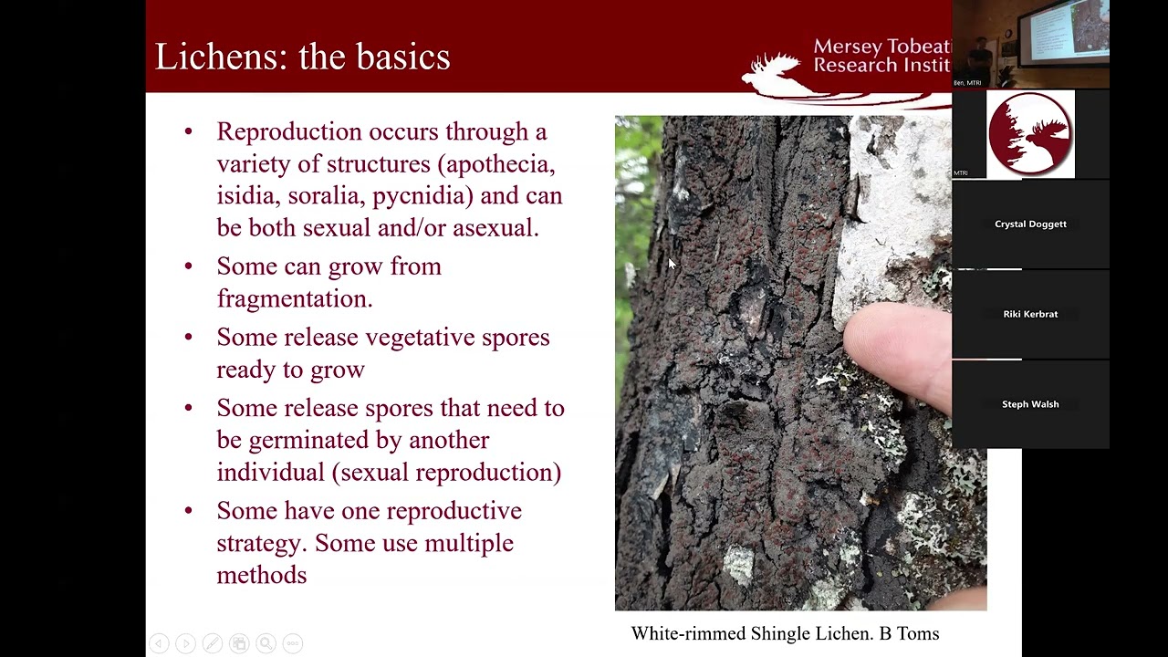 MTRI Summer Seminar 2025: Simple Tips for Happy Lichens with Brad Toms