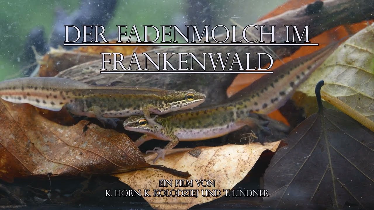 Der Fadenmolch im Frankenwald