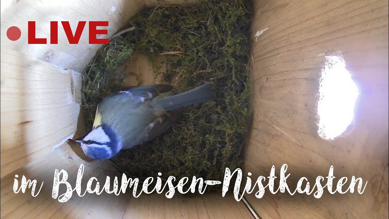 LIVE im Blaumeisen-Nistkasten / live bird nesting box
