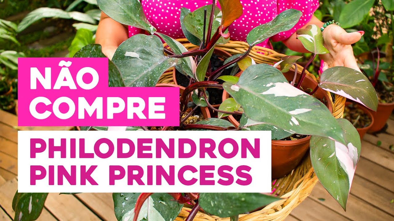 NÃO COMPRE um  PHILODENDRON PINK PRINCESS sem antes assistir ESSE VÍDEO!