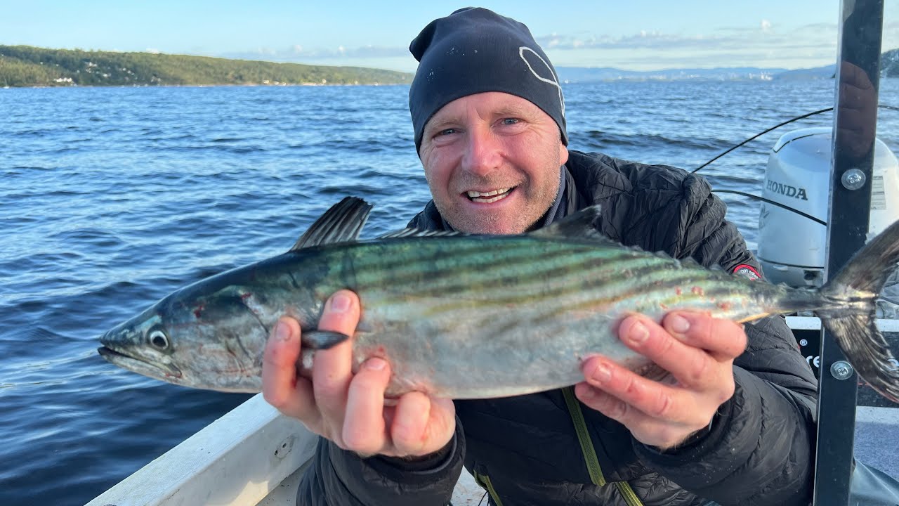 Bonito fiske i Oslofjorden