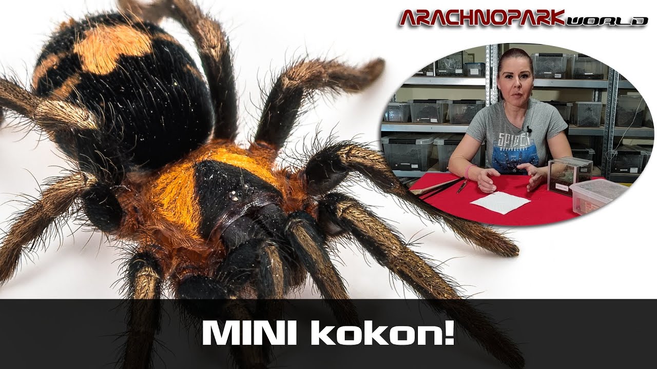 Mini larvy sklípkana se srdíčkem na zadku | Cyriocosmus elegans | Arachnopark World