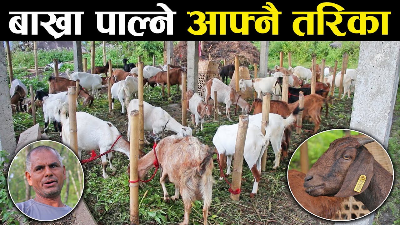बाख्रा पालनमा आफ्नै सोच,आफ्नै तरिका