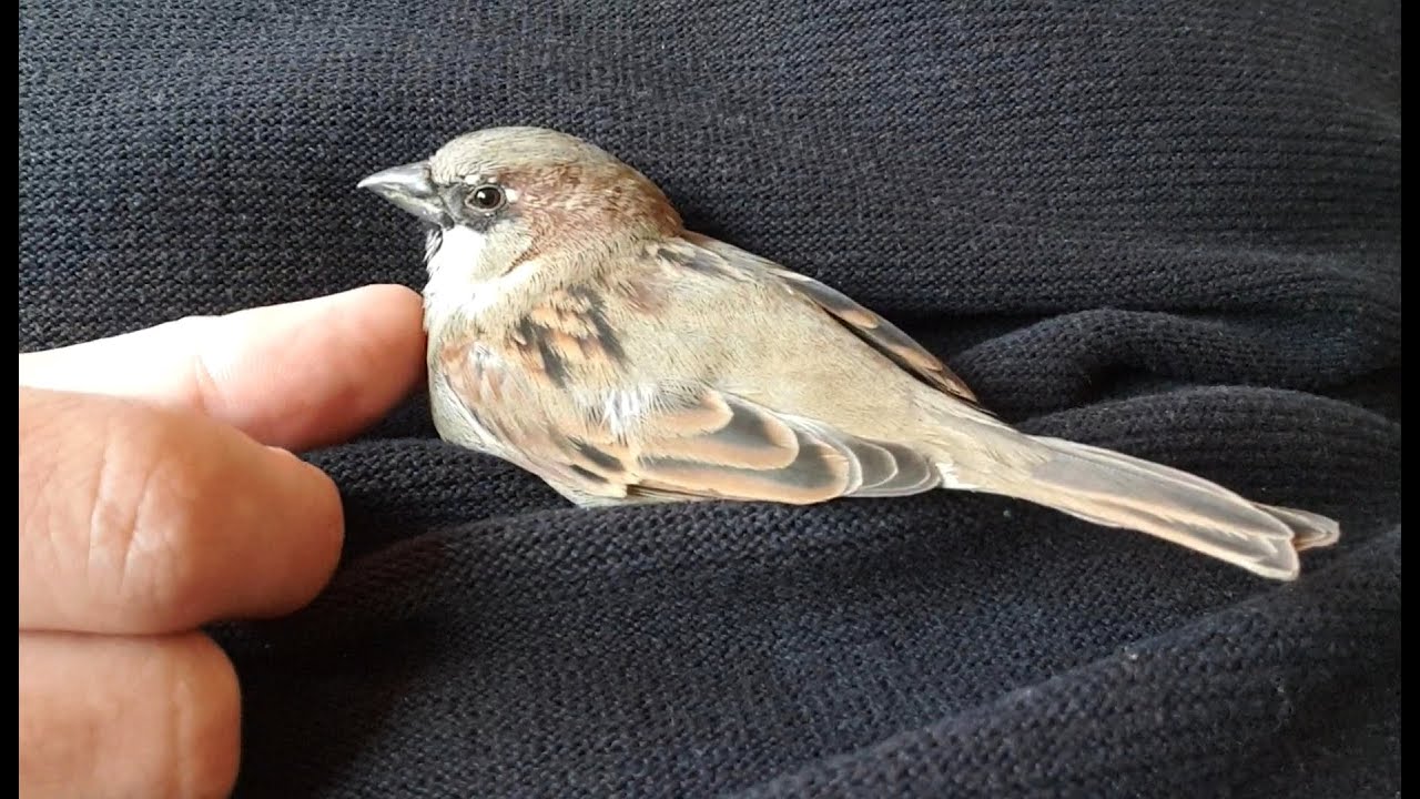 Robin el gorrión....Cómo criamos a Robin, nos saluda 2 veces en la calle y luego se relaja conmigo