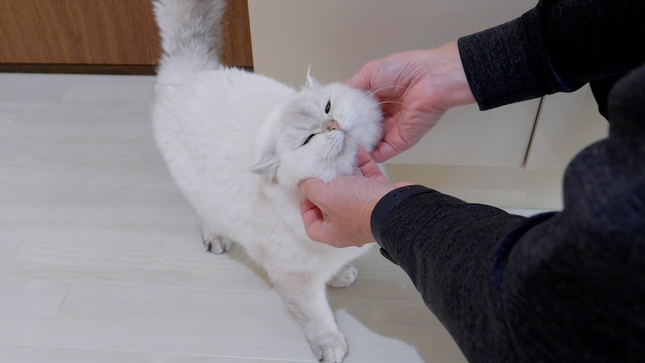 Вы не сможете не погладить этого пушистого круглолицего кота!