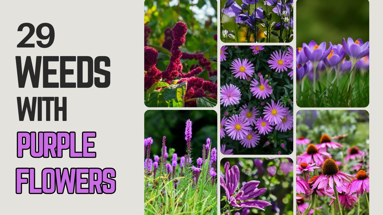 29 Weeds With Purple Flowers Names | Purple Weed | Purple Flowers