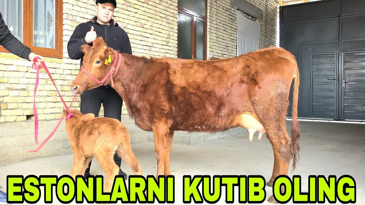 Hamzajon ukamizdan yangi partiya estonlarni zo'rlari 28-yanvar, 2026