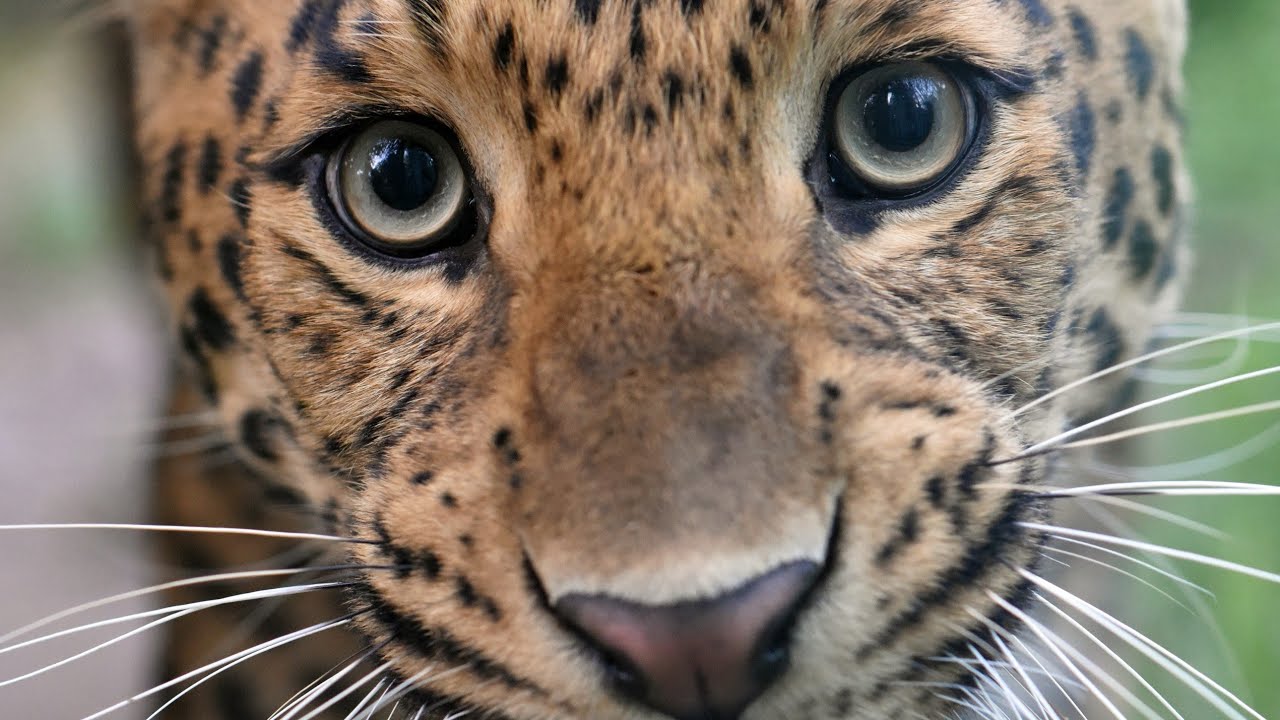 ZOO Zagreb - Croatia / Zoološki vrt Zagreb ▶4K