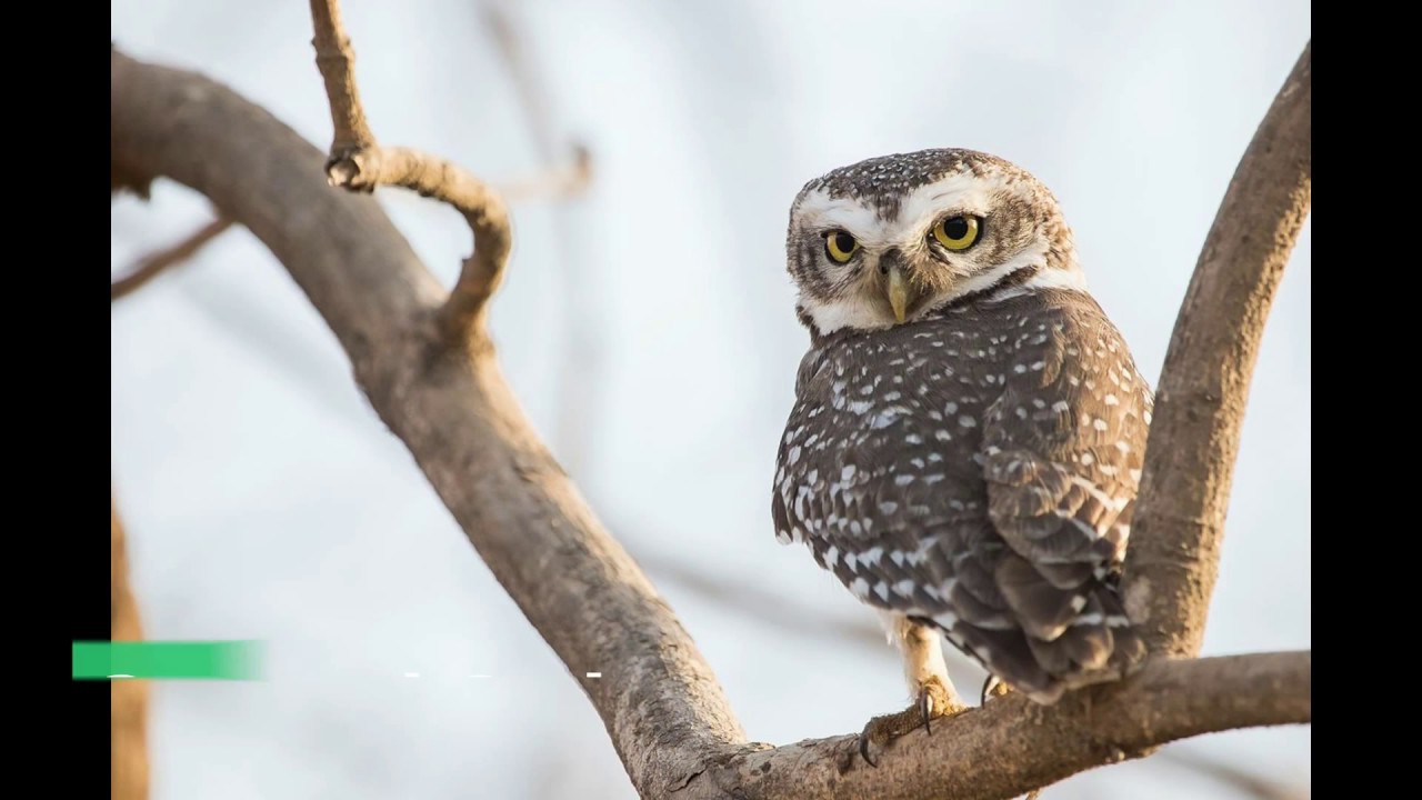 Rare birds of Gujarat | Endangered birds species | Wildlife of India