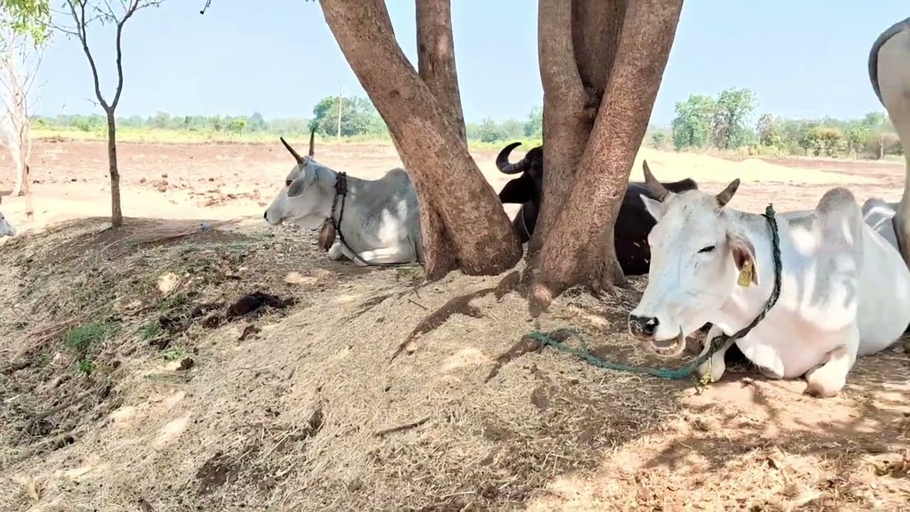 Cow Rearing Guide: Best Practices for Cow Protection & Care | CowCare Pro