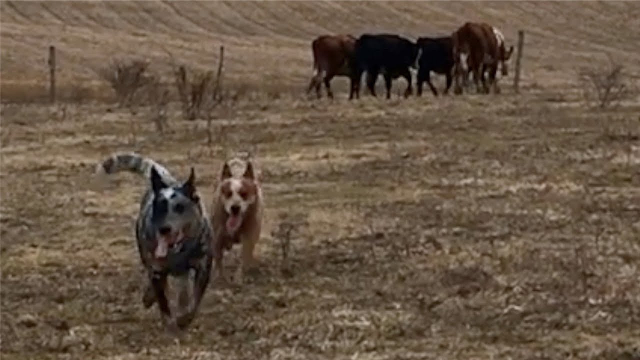 Heelers learning to herd | Australian Cattle Dogs