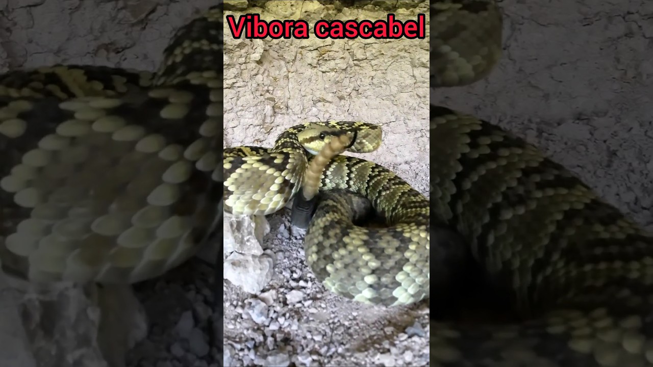 v&iacute;bora cascabel #snake #wildlife