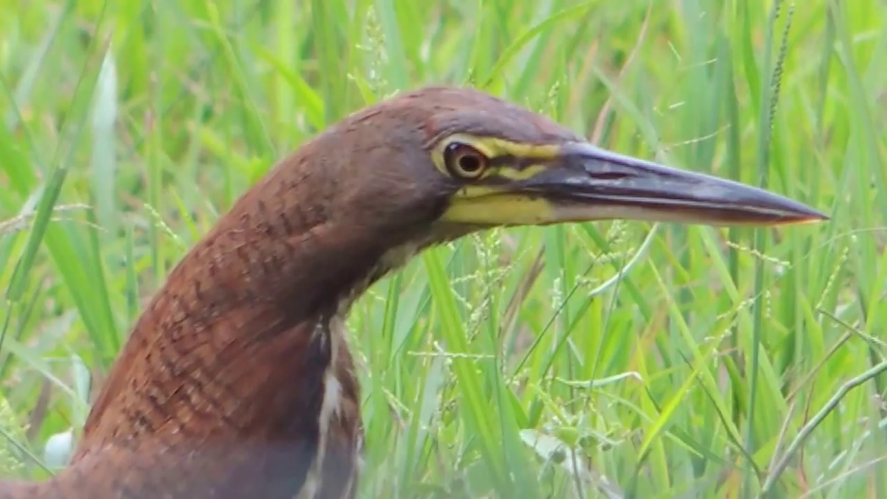 Aves de Venezuela  -  Ave de Barinas  -  Pájaro Vaco - Tigrisoma lineatum