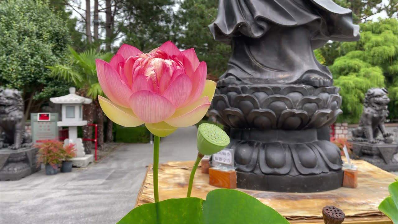 Walking Tour Of International Buddhist Society Temple In Richmond BC [4K]