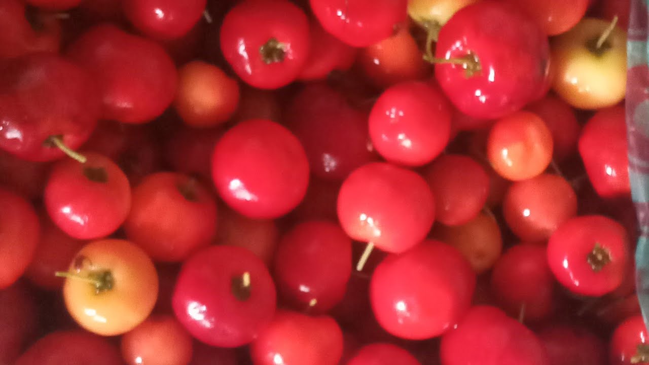 DEUS  disse:que  a terra produza ,árvores frutiferas!#natureza 