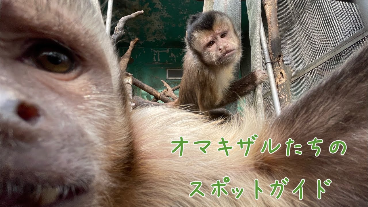オマキザルのオンラインガイド