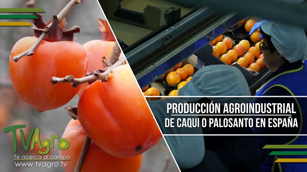 Producción Agroindustrial de Caqui o Palosanto en España - TvAgro por Juan Gonzalo Angel