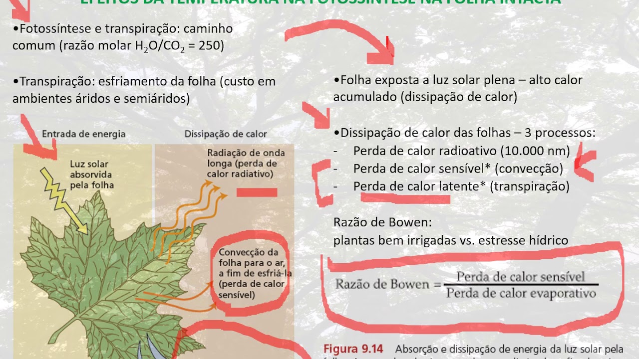 Fotossíntese - Considerações fisiológicas e ecológicas 6ª parte