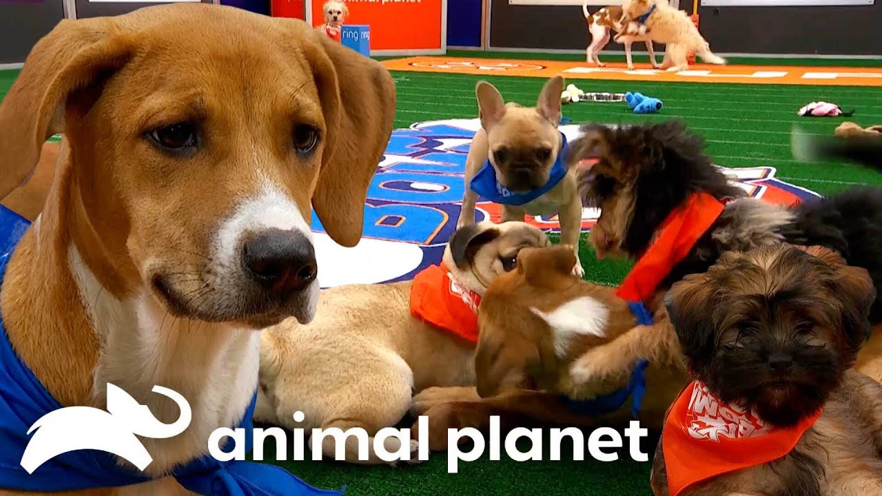 BEST Puppy Pile-up Moments! | Puppy Bowl | Animal Planet