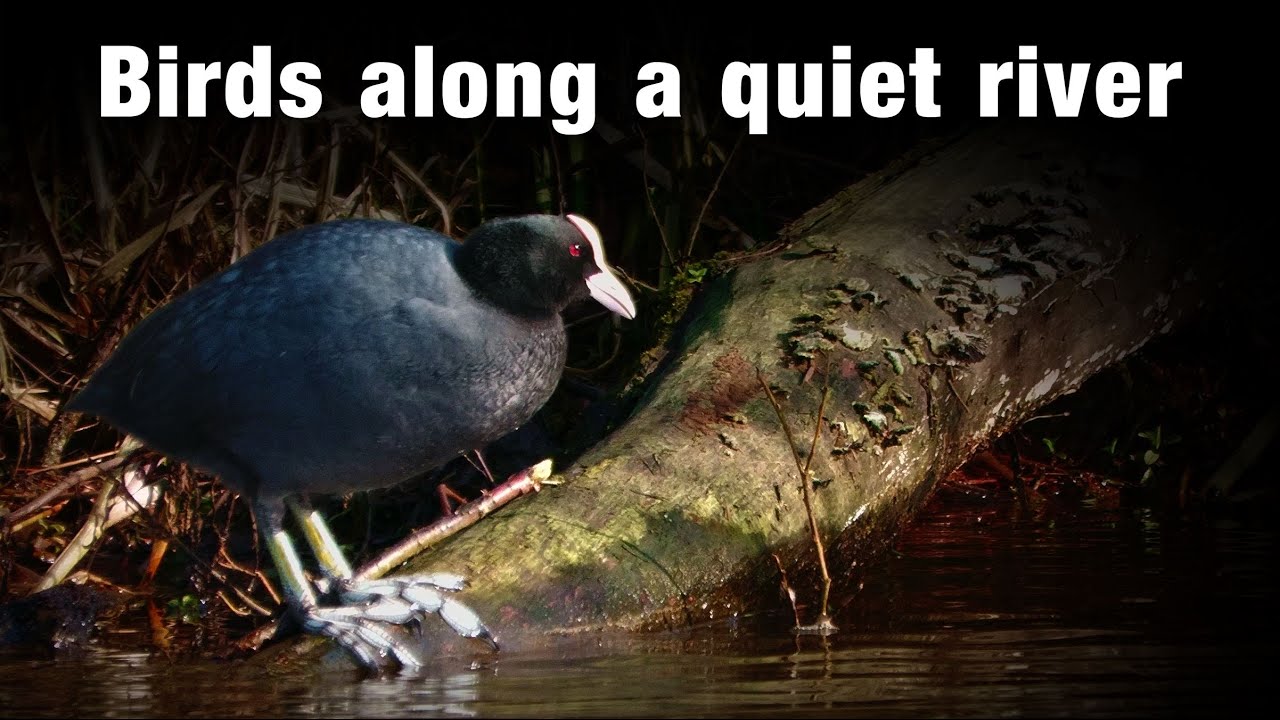 Birds Along a Quiet River – Cinematic Nature Film with Spring Light