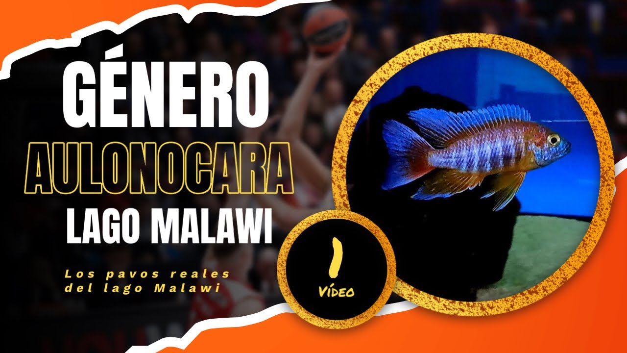 Género Aulonocara (Introducción)