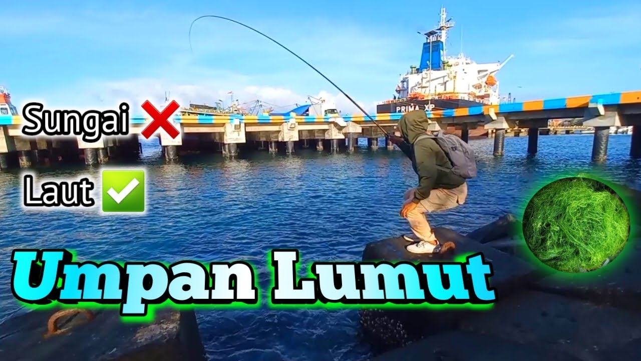 rute spot Mancing banyuwangi | Gk cuma di sungai yg viral | di laut juga bisa pakai lumut