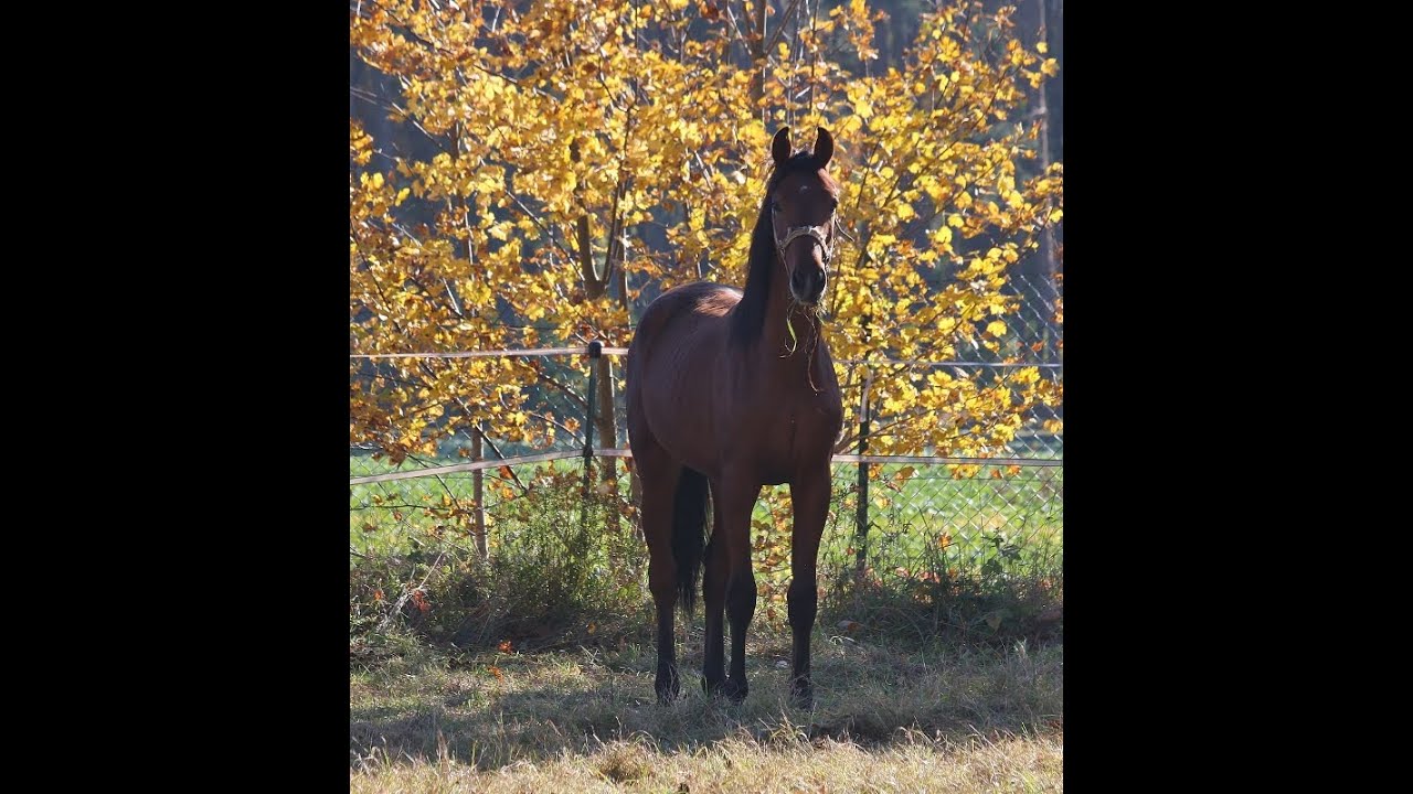 -sold- Quadriga : Dressage aspirant and stallion candidate 2020 by Sir Heinrich